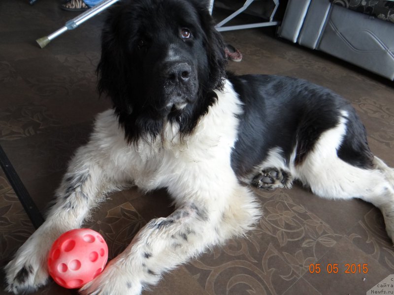 Фото: ньюфаундленд Beatris B'yutiful ot Sibirskogo Medvedya (Беатрис Бьютифул от Сибирского Медведя)