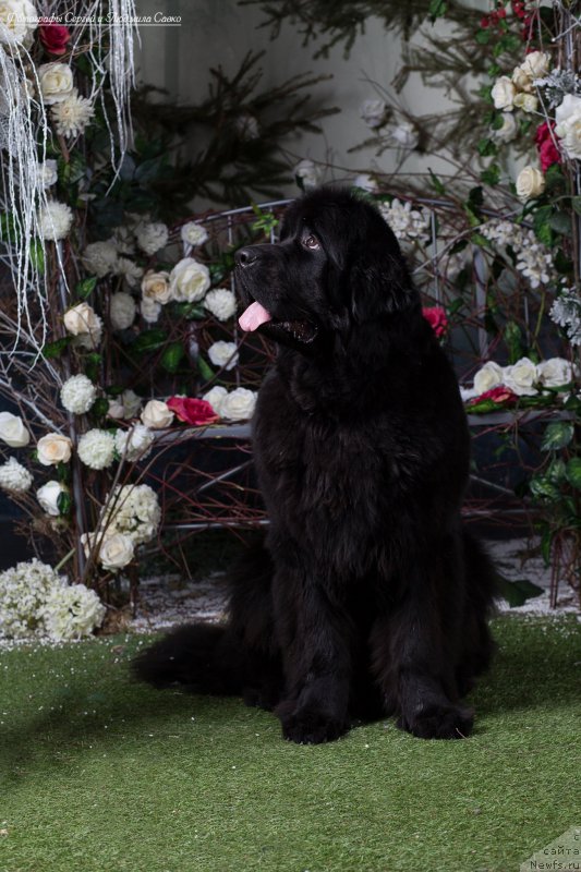 Фото: ньюфаундленд Beguschaya po Volnam Ring of Fire (Бегущая по Волнам Ринг оф Фире)