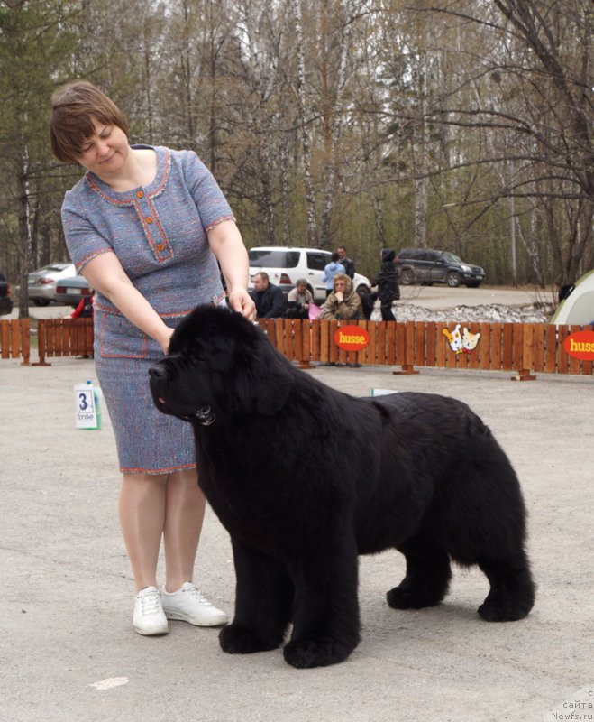 Фото: ньюфаундленд Aquatoriya Kelvin From Siberia at Cayuga (Акватория Келвин Фром Сибириа эт Каюга)