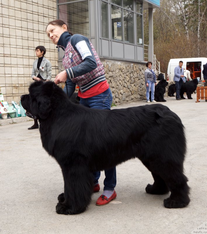 Фото: ньюфаундленд Moon Brook Aristocrat (Моон Броок Аристократ)