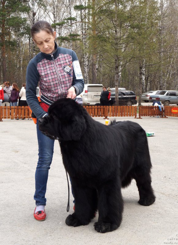 Фото: ньюфаундленд Moon Brook Aristocrat (Моон Броок Аристократ)