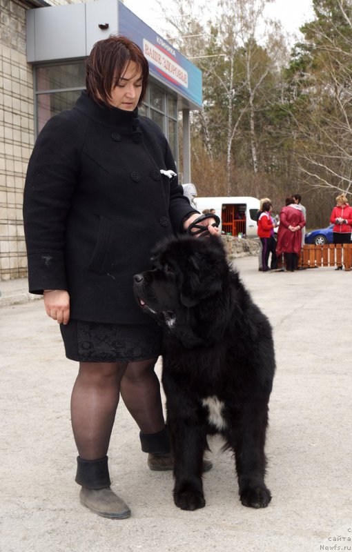 Фото: ньюфаундленд Rusalochka iz Plemeni Kedra (Русалочка из Племени Кедра)