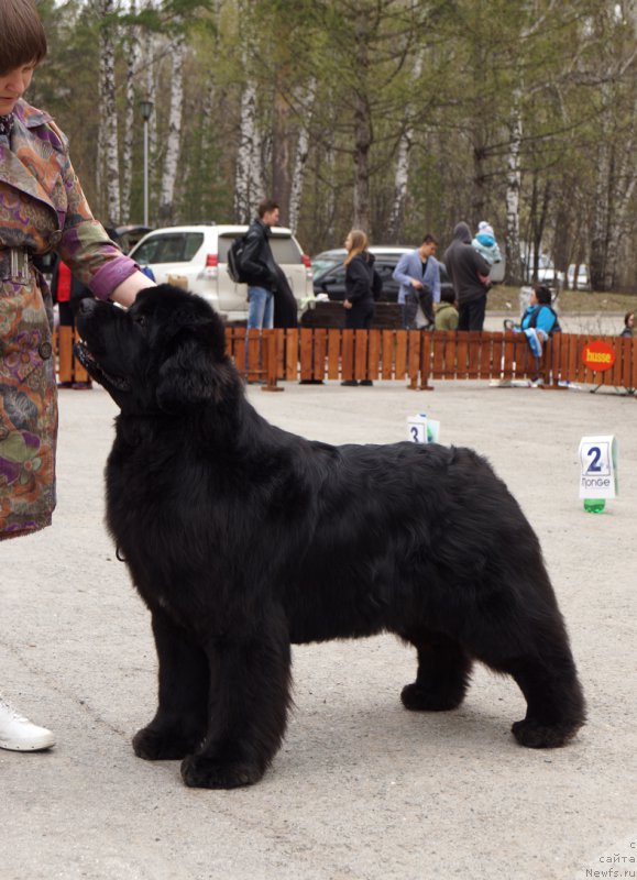 Фото: ньюфаундленд Aquatoriya Kelvin Fifa (Акватория Келвин Фифа)