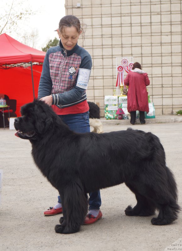 Фото: ньюфаундленд Moon Brook Good As Gold (Моон Броок Гоод Ас Голд)
