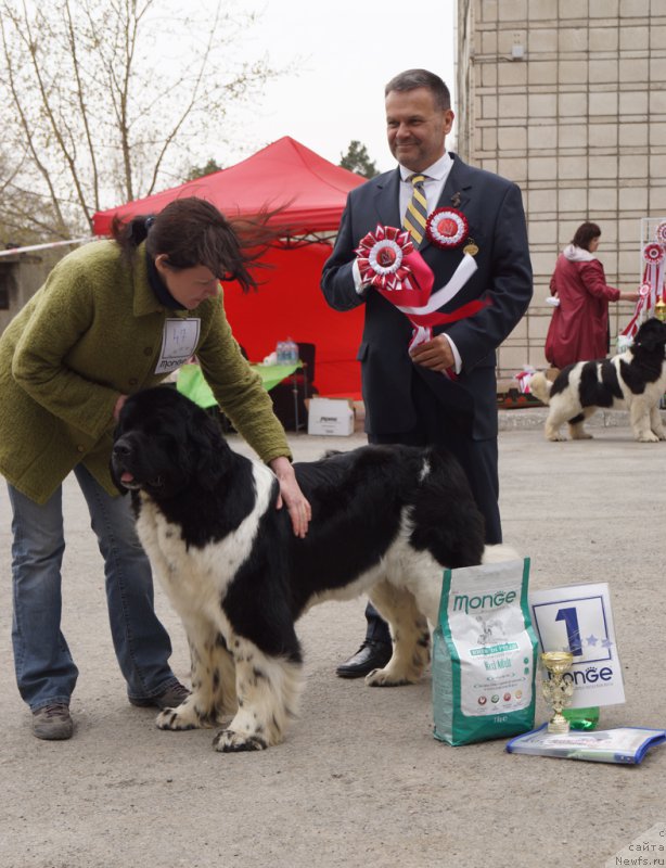 Фото: ньюфаундленд Fiamettahauz Sadahbiya (Фиаметтахауз Садахбия)