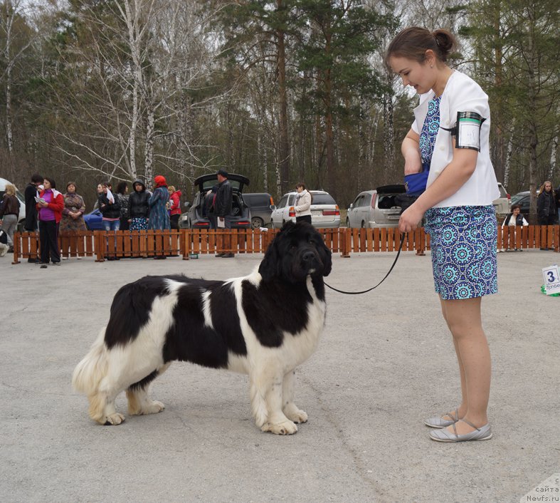Фото: ньюфаундленд Akvian Song Kiss from Rouz (Аквиан Сонг Кисс Фром Роуз)