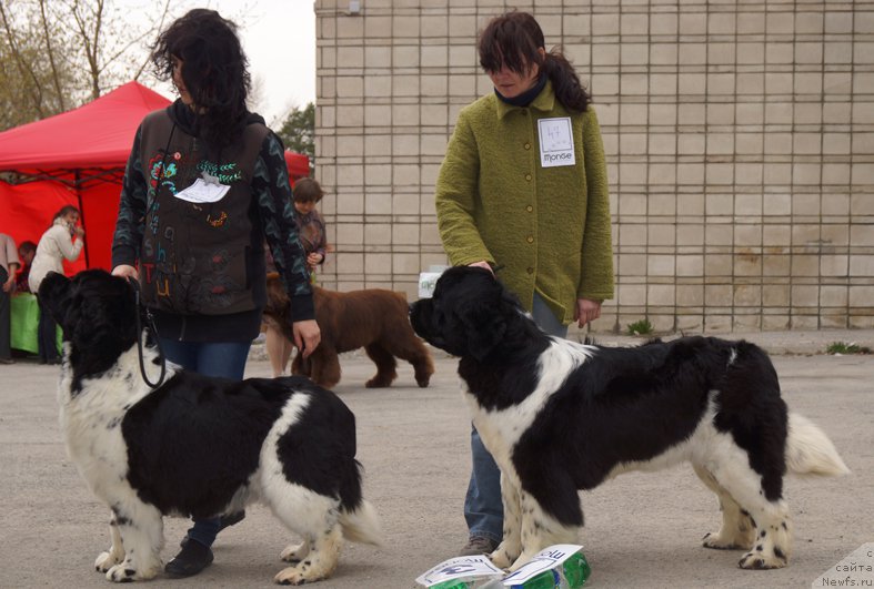 Фото: ньюфаундленд Fiamettahauz Martini Bianka (Фиаметтахауз Мартини Бьянка), ньюфаундленд Fiamettahauz Sadahbiya (Фиаметтахауз Садахбия)