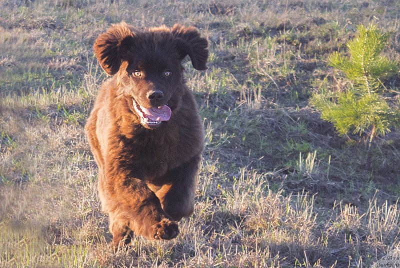 Фото: ньюфаундленд Naomi Tagoliri for Brouwnblood (Наоми Таголири фор Браунблад)