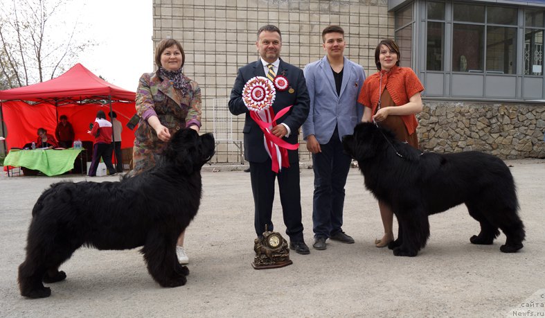 Фото: ньюфаундленд Midnight Lady's Morning Glory, ньюфаундленд Aquatoriya Kelvin Fifa (Акватория Келвин Фифа)