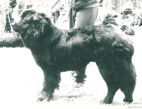 Фото: ньюфаундленд Ivon de Him Paris (Ивон де Хим Парис)