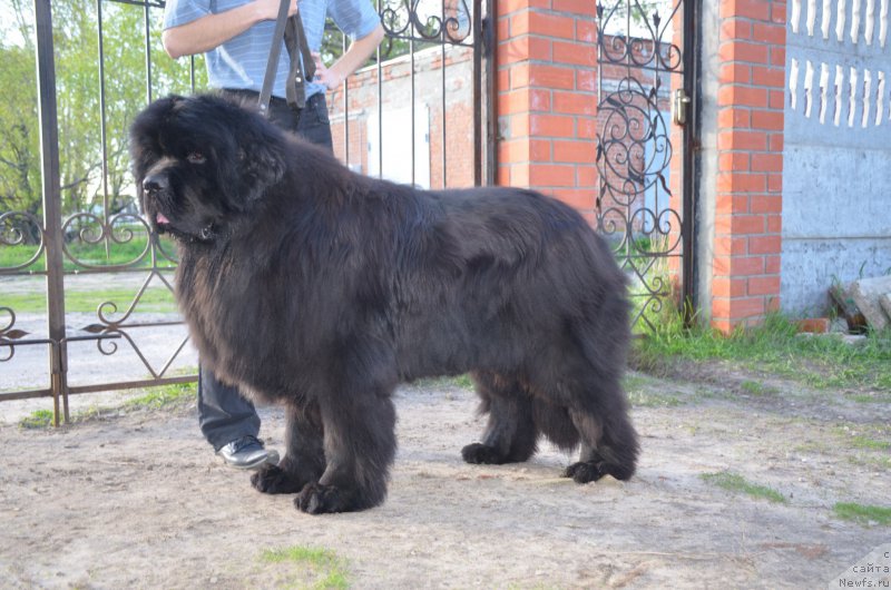 Фото: ньюфаундленд Angelo Orso Amarilli Mia Bella (Анджело Орсо Амарилли Миа Белла)