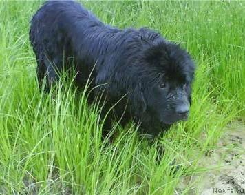 Фото: ньюфаундленд Huodye SHen' YUtta (Хуодэ Шень Ютта)