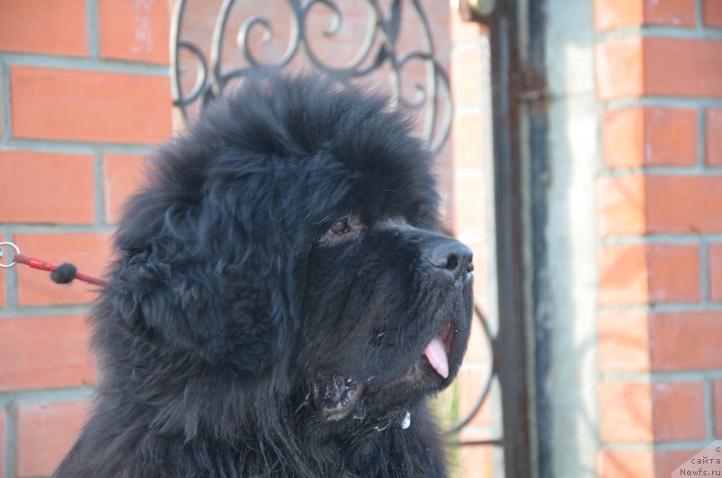 Фото: ньюфаундленд Angelo Orso Amarilli Mia Bella (Анджело Орсо Амарилли Миа Белла)