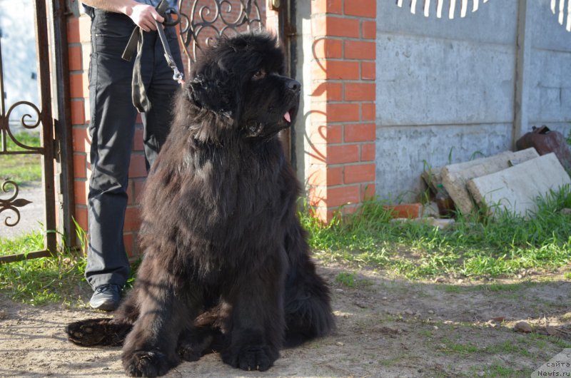 Фото: ньюфаундленд Angelo Orso Amarilli Mia Bella (Анджело Орсо Амарилли Миа Белла)
