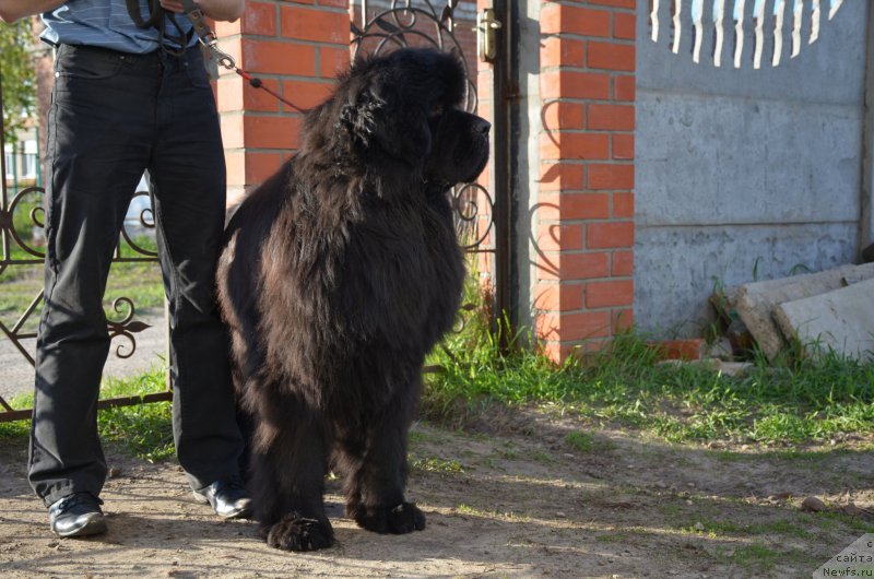 Фото: ньюфаундленд Angelo Orso Amarilli Mia Bella (Анджело Орсо Амарилли Миа Белла)
