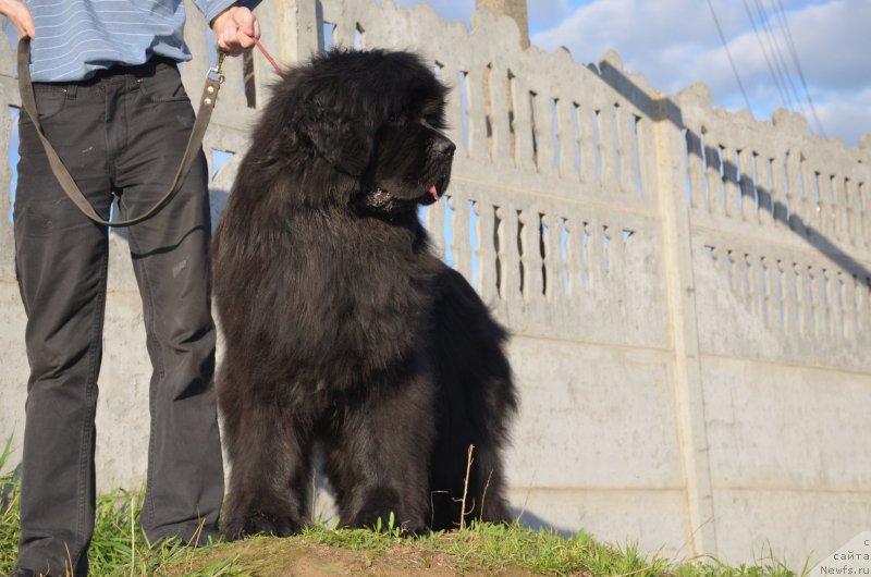 Фото: ньюфаундленд Angelo Orso Amarilli Mia Bella (Анджело Орсо Амарилли Миа Белла)