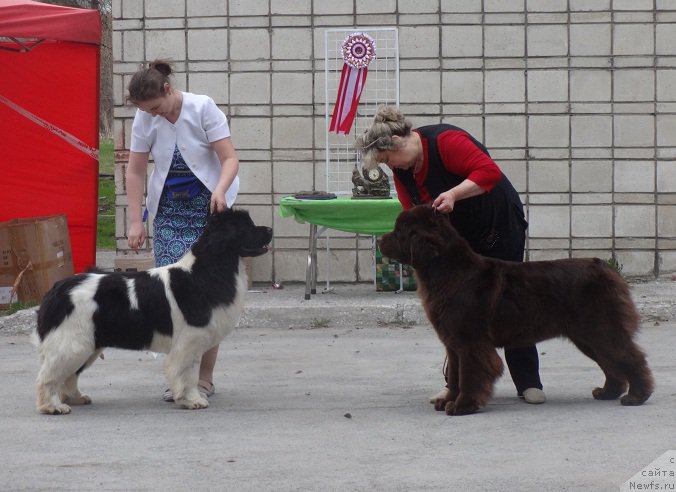 Фото: ньюфаундленд Akvian Song Kiss from Rouz (Аквиан Сонг Кисс Фром Роуз), ньюфаундленд N'yufort YUnika (Ньюфорт Юника), Irina Panyushkina (Ирина Панюшкина), Kseniya Novikova (Ксения Новикова)