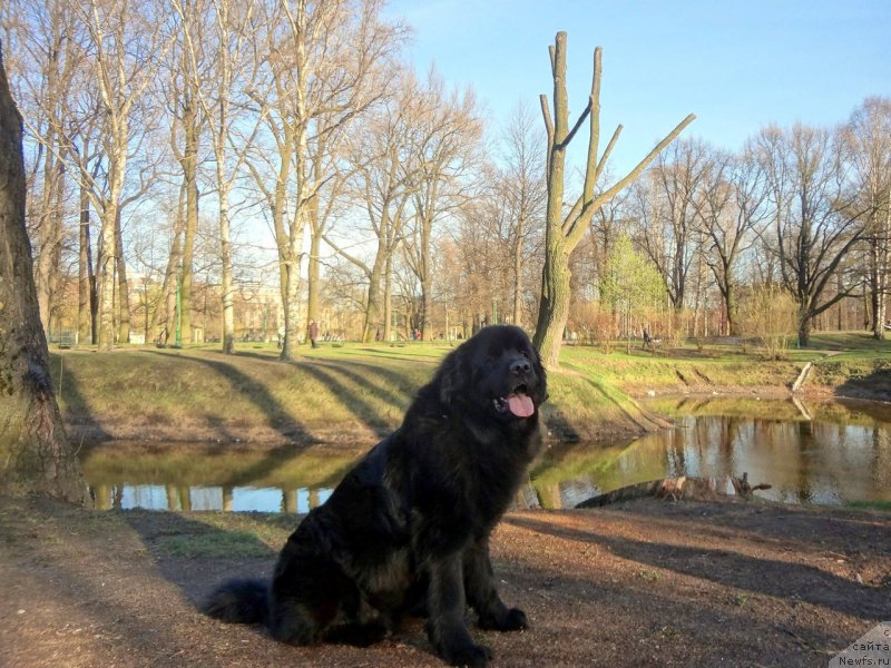 Фото: ньюфаундленд Sandalovoy Dolinyi Arabella (Сандаловой Долины Арабелла)