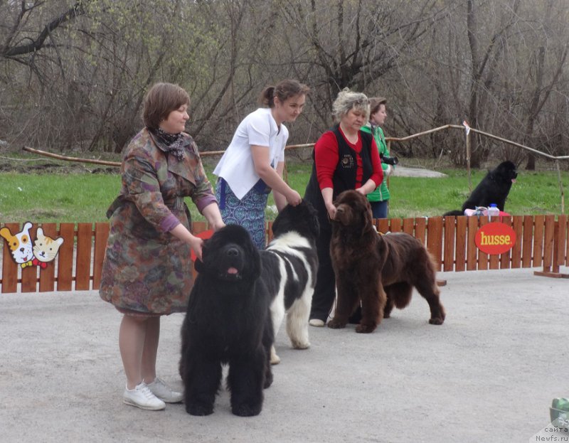 Фото: ньюфаундленд N'yufort YUnika (Ньюфорт Юника), ньюфаундленд Aquatoriya Kelvin Fifa (Акватория Келвин Фифа), ньюфаундленд Akvian Song Kiss from Rouz (Аквиан Сонг Кисс Фром Роуз)