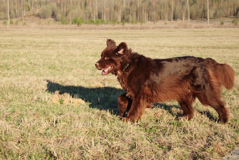 Фото: ньюфаундленд Sverkayuzhaya Gora Mashame (Сверкающая Гора Машаме)