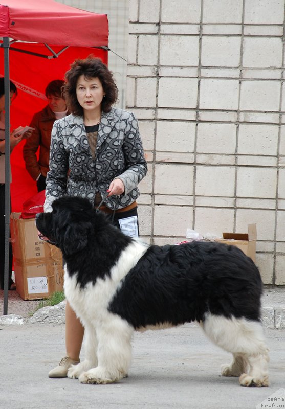 Фото: ньюфаундленд Chatkantarra Taro