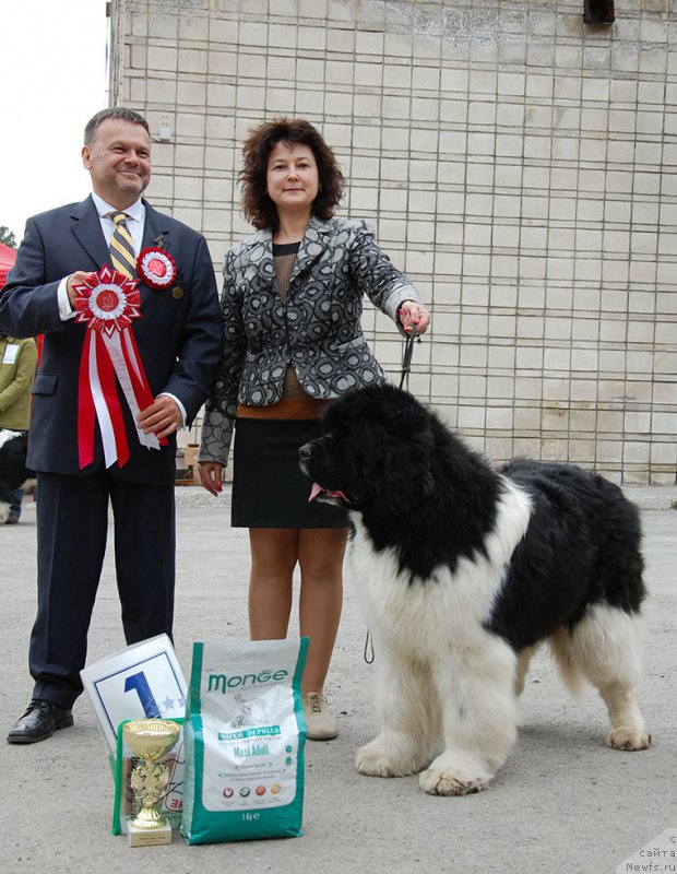 Фото: ньюфаундленд Chatkantarra Taro