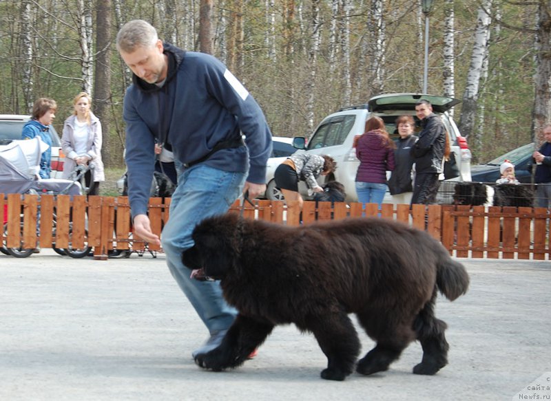 Фото: ньюфаундленд Dobryinya ot Sibirskogo Medvedya (Добрыня от Сибирского Медведя)