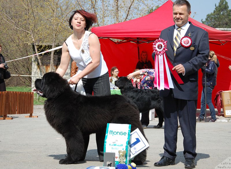 Фото: ньюфаундленд Huode Shen Aristotel (Хуодэ Шень Аристотель)
