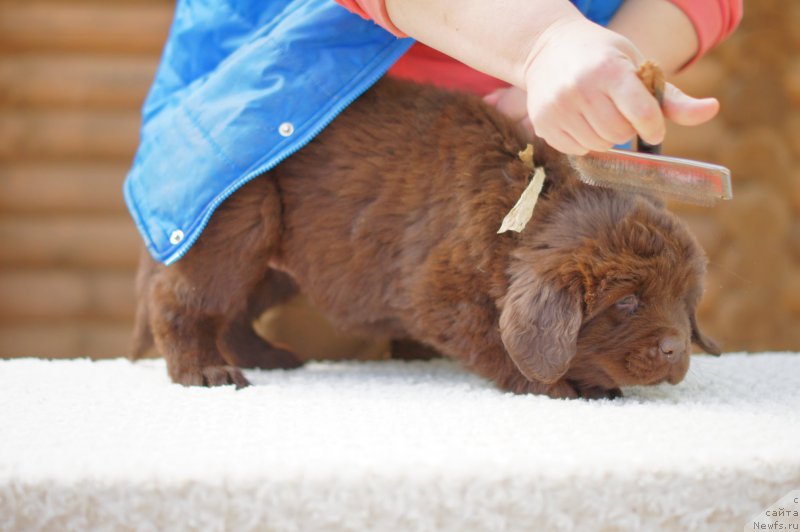 Фото: ньюфаундленд Eva s Berega Dona (Ева с Берега Дона)