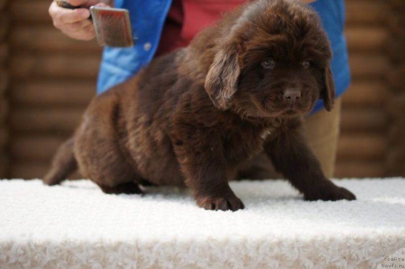 Фото: ньюфаундленд Eva s Berega Dona (Ева с Берега Дона)