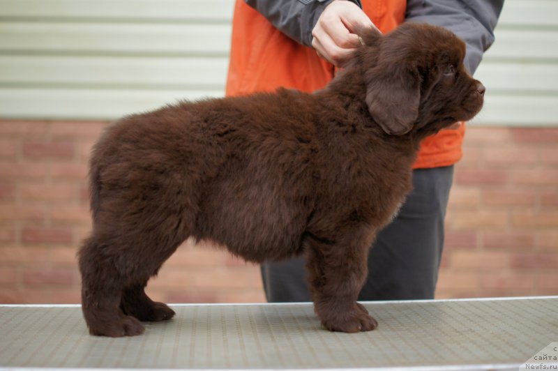 Фото: ньюфаундленд Eva s Berega Dona (Ева с Берега Дона)