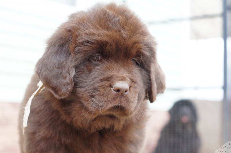 Фото: ньюфаундленд Eva s Berega Dona (Ева с Берега Дона)