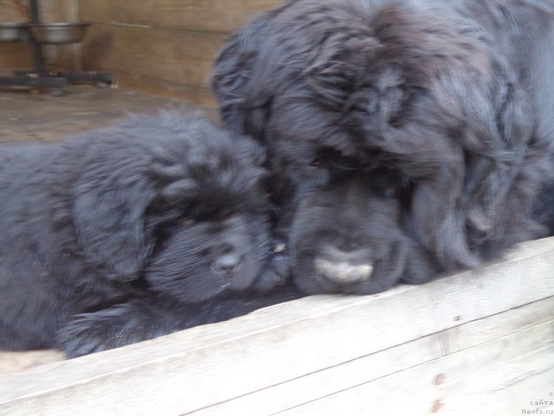 Фото: ньюфаундленд Super Premium Nemessis (Супер Премиум Немессис)