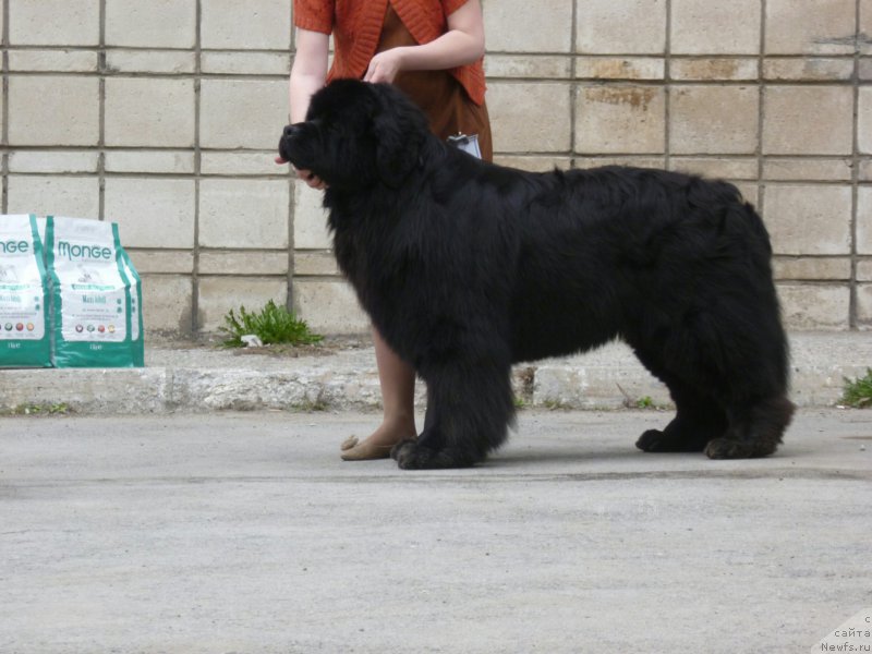 Фото: ньюфаундленд Super Premium Lya Mezon (Супер Премиум Ля Мезон)