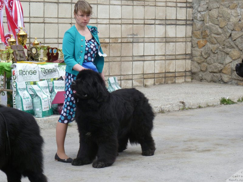 Фото: ньюфаундленд Super Premium Lillihamer (Супер Премиум Лиллихаммер)