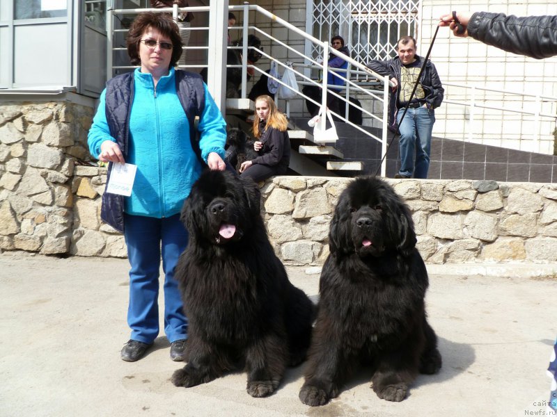 Фото: ньюфаундленд Super Premium Lya Mezon (Супер Премиум Ля Мезон), ньюфаундленд Super Premium Lillihamer (Супер Премиум Лиллихаммер)