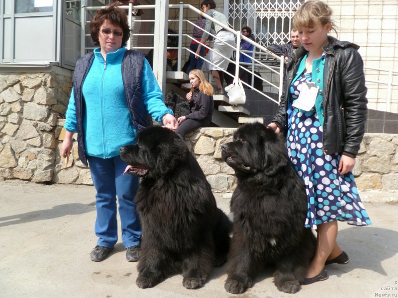 Фото: ньюфаундленд Super Premium Lya Mezon (Супер Премиум Ля Мезон), ньюфаундленд Super Premium Lillihamer (Супер Премиум Лиллихаммер)