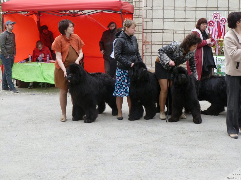 Фото: ньюфаундленд Super Premium Lya Mezon (Супер Премиум Ля Мезон), ньюфаундленд Super Premium Lillihamer (Супер Премиум Лиллихаммер), ньюфаундленд Super Premium Invisible (Супер Премиум Инвисибл)