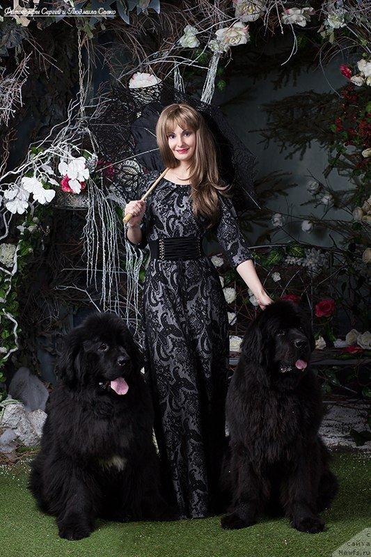 Фото: ньюфаундленд Beguschaya po Volnam Ring of Fire (Бегущая по Волнам Ринг оф Фире), ньюфаундленд Pitern'yuf CHabot Armagnak (Питерньюф Чабот Армагнак)