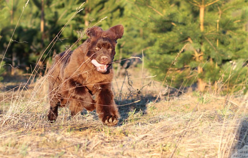 Фото: ньюфаундленд Naomi Tagoliri for Brouwnblood (Наоми Таголири фор Браунблад)