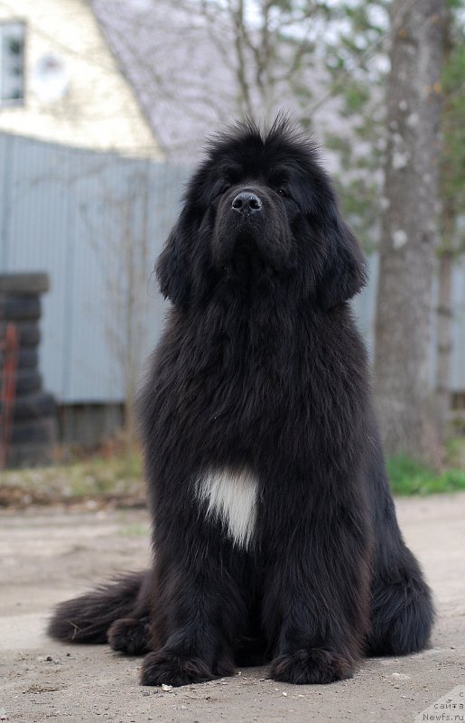 Фото: ньюфаундленд Fluffy Avalanch Yabba-Dabba-Doo (Флюфи Аваланч Ябба-Дабба-Доо)