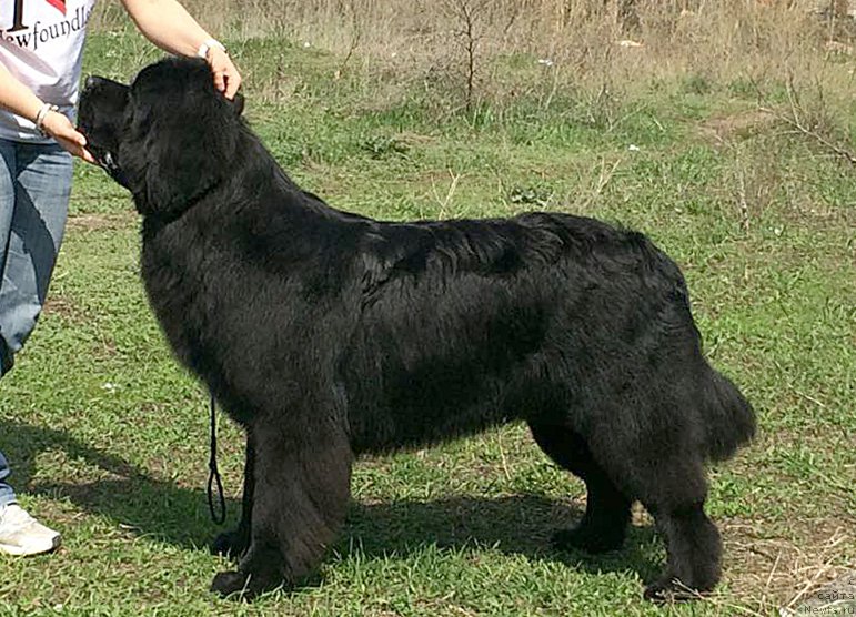 Фото: ньюфаундленд Begushaya po Volnam Choice of Fibonacci (Бегущая по Волнам Чойс оф Фибоначчи)