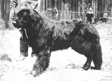 Фото: ньюфаундленд Fri d'Oliv'e Zevs (Фри д'Оливье Зевс)