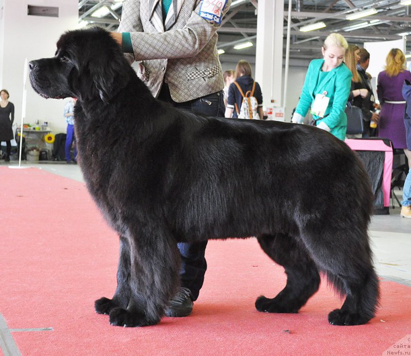 Фото: ньюфаундленд Beguschaya po Volnam Ring of Fire (Бегущая по Волнам Ринг оф Фире)