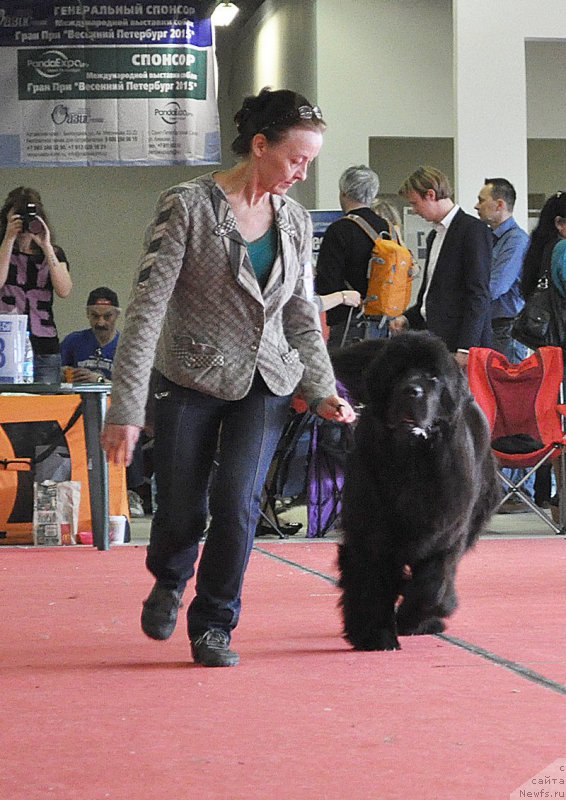 Фото: ньюфаундленд Beguschaya po Volnam Ring of Fire (Бегущая по Волнам Ринг оф Фире)