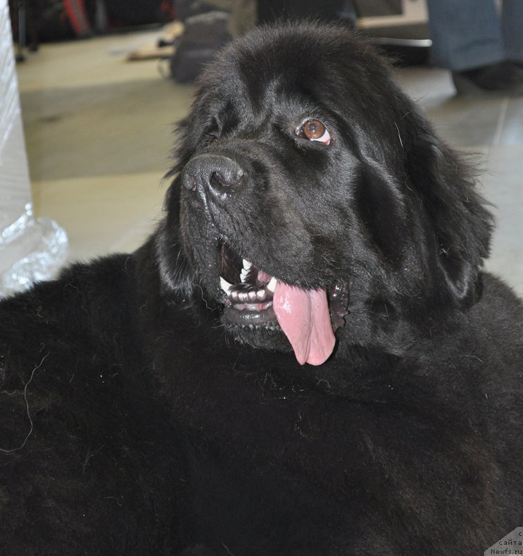 Фотография № 180903