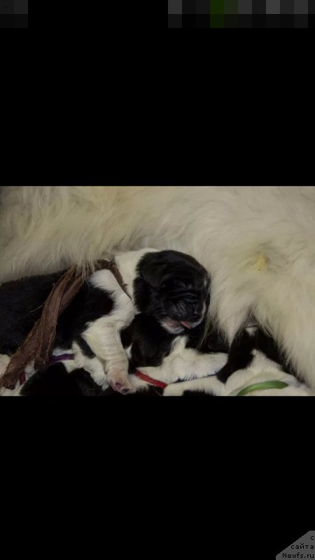 Фото: Гордон