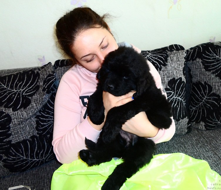 Фото: ньюфаундленд N'yufort Divnaya Diana (Ньюфорт Дивная Диана)