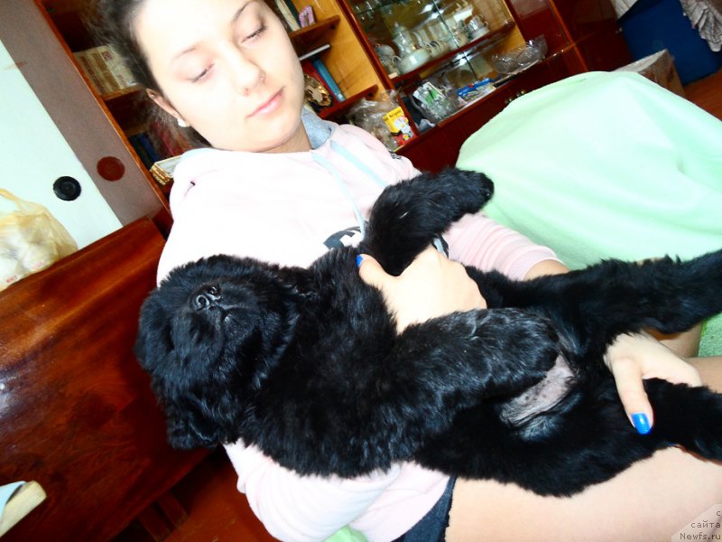 Фото: ньюфаундленд N'yufort Divnaya Diana (Ньюфорт Дивная Диана)