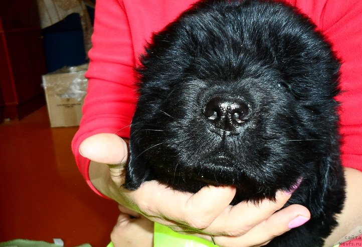 Фото: ньюфаундленд N'yufort Divnaya Diana (Ньюфорт Дивная Диана)